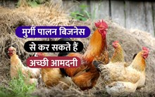 Poultry Farming Business: मुर्गी पालन है एक लाभकारी बिजनेस, जानें कैसे शुरू करें?