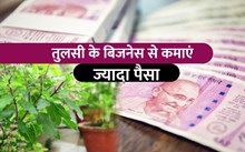 Tulsi Business देगा अच्छा मुनाफा, इन कंपनियों के साथ जुड़कर करें शुरू 