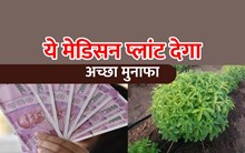  Agriculture Business Idea: स्टीविया का पौधा बेचकर कमाएं अच्छा मुनाफा, जानिए कैसे? 