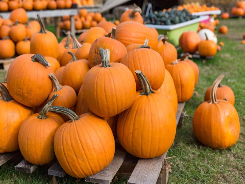 pumpkin