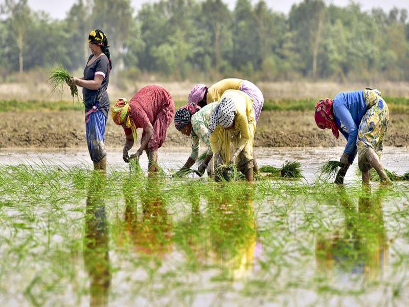 farmers
