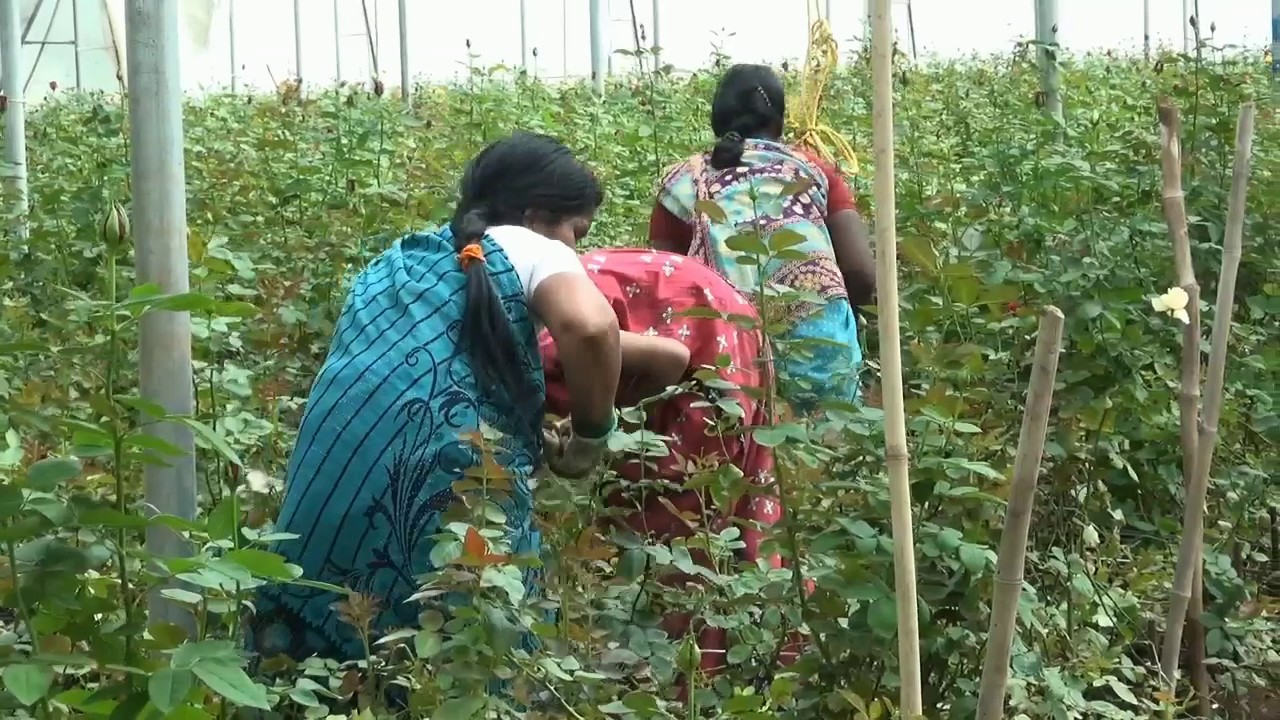 horticulture