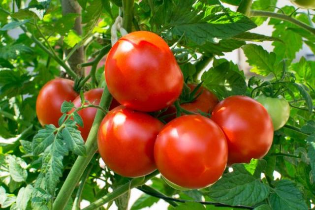 tomatoes without soil