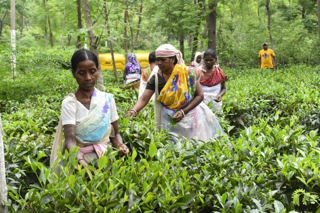 tea in chhatisgarh