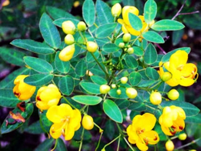 charota_chhattisgarh_export