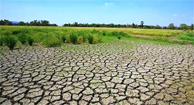 safal kisan