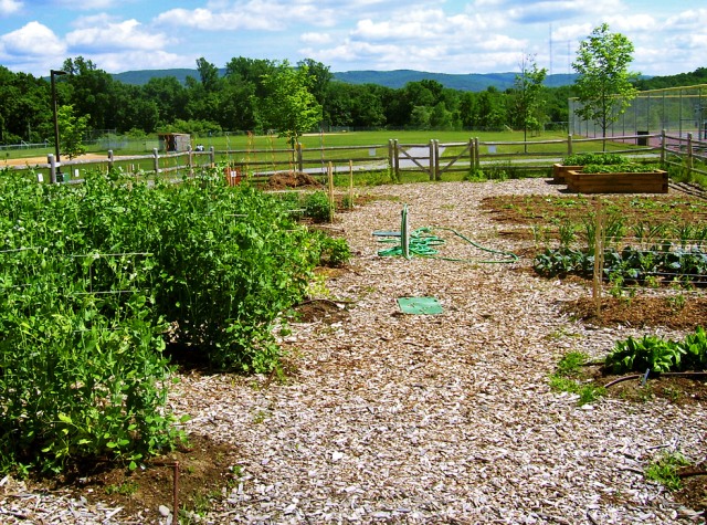 cchs_organic_garden.