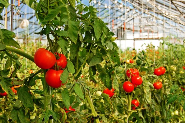vegetable-farming