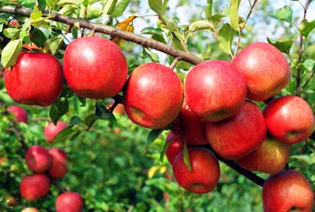 himachal Apple