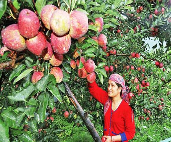 Himachal pradesh apple farming