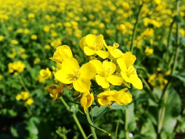 mustard Farming