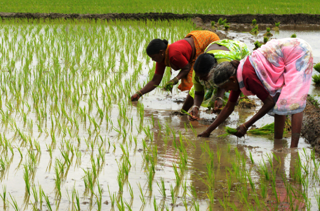 paddy Farming