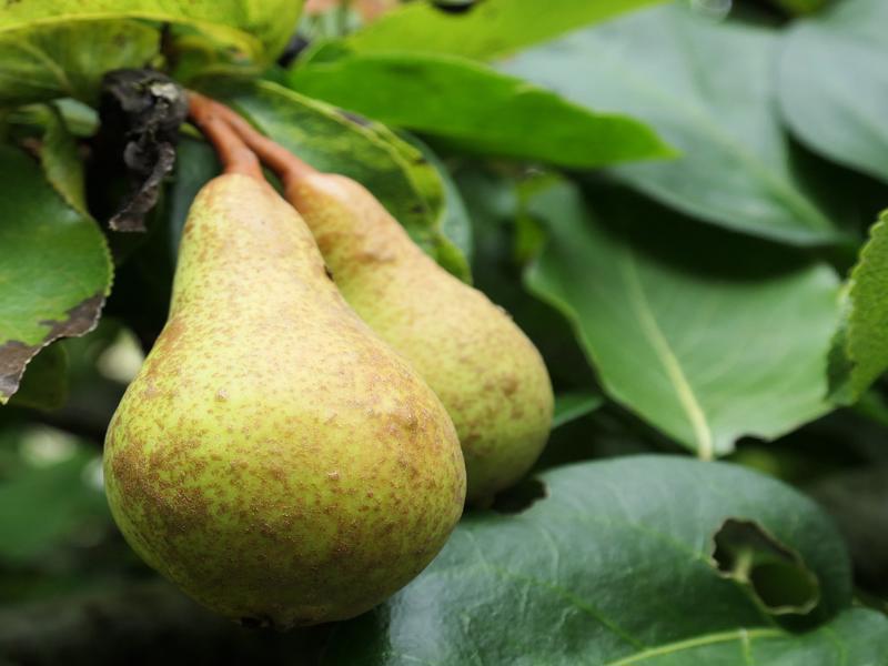 seasonal fruit pears