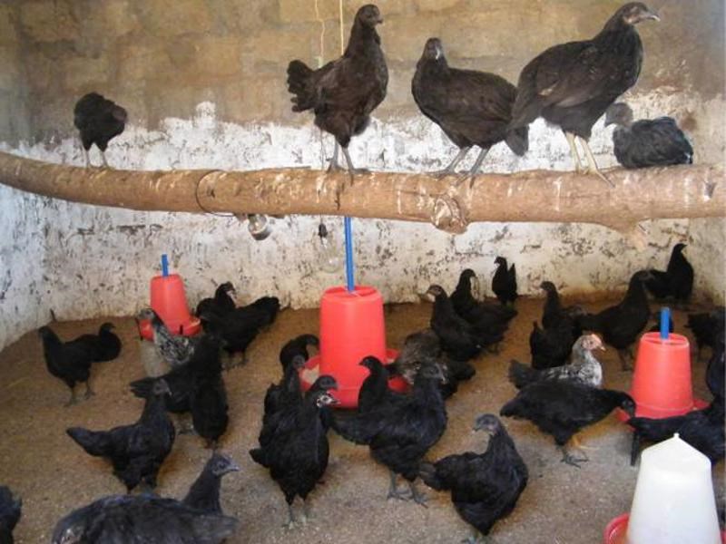 poultry