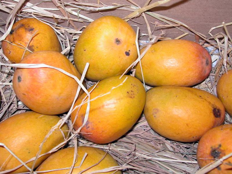 alphonso