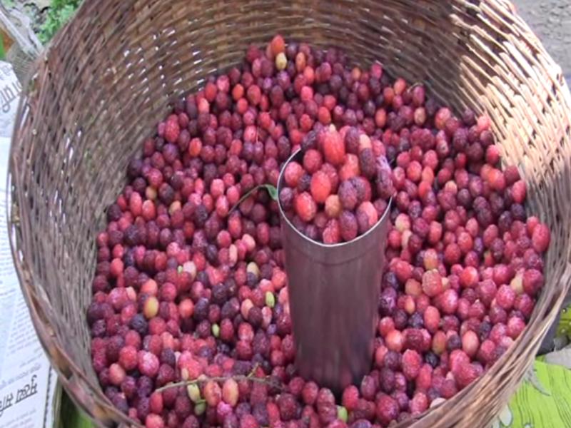 fruti kafal