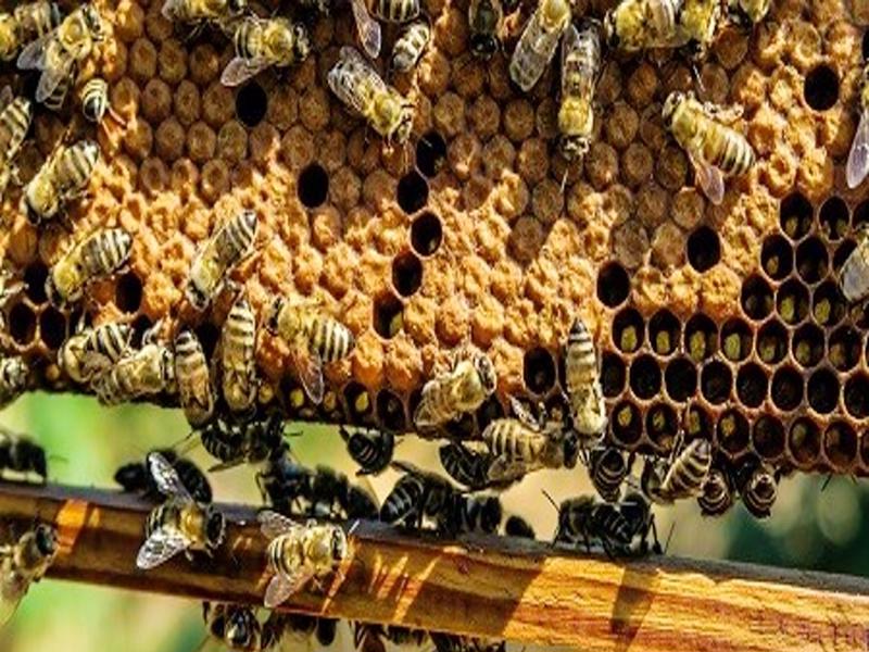 मधुमक्खी पालन करने का आधुनिक तरीका और फायदें