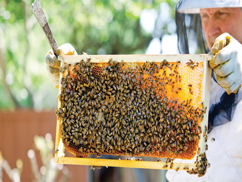 bee