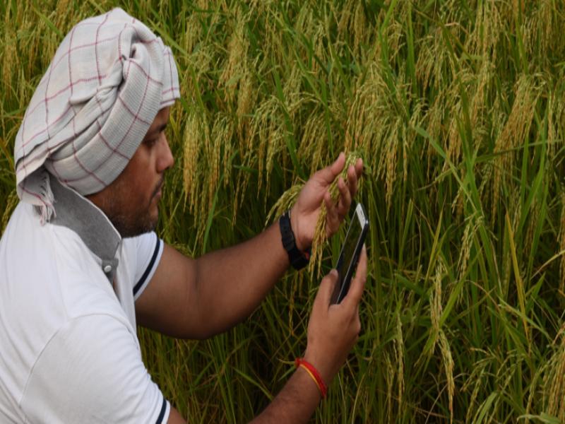 manna irrigation