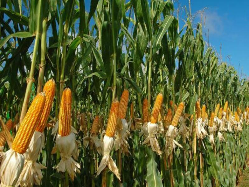 india maize
