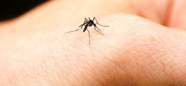 mosquito