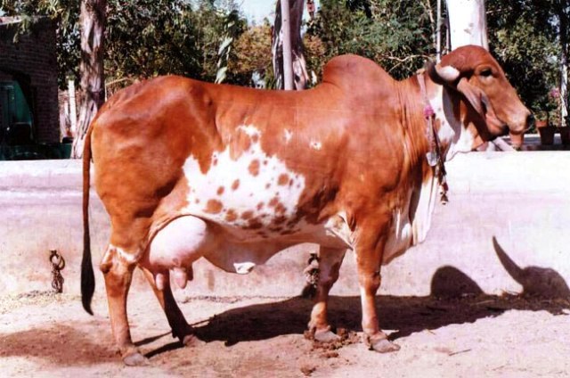 Cow conservation