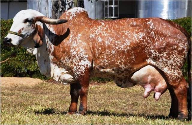 Indian cow