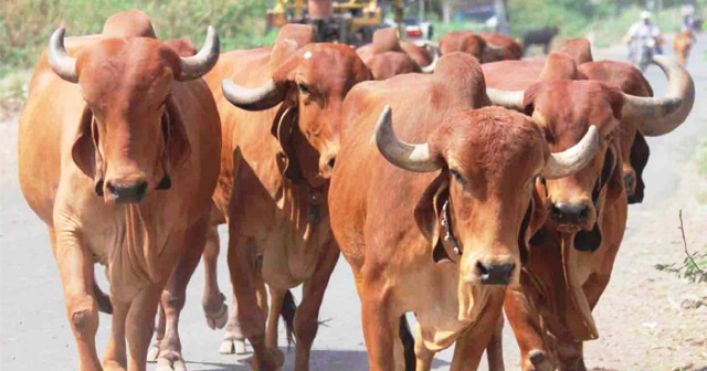 Gir Cow