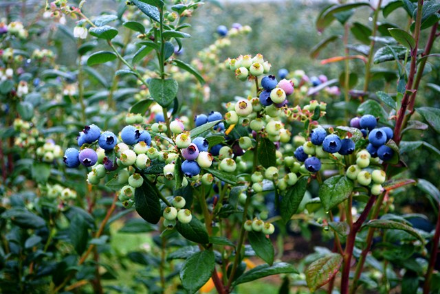 blueberries-pigeon-pair-plantnet