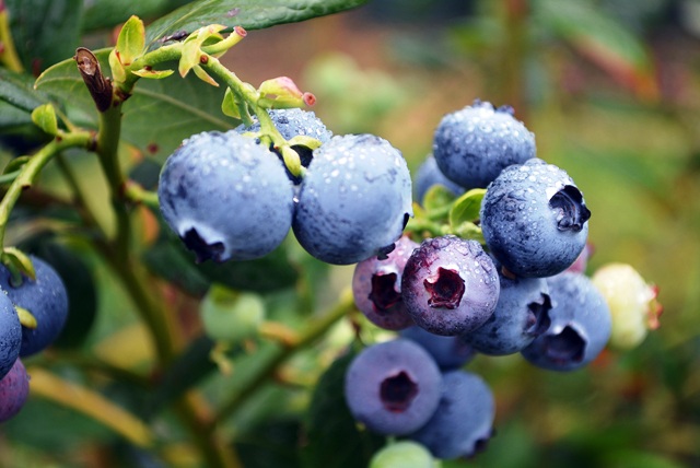 /plantnet-category-blueberries