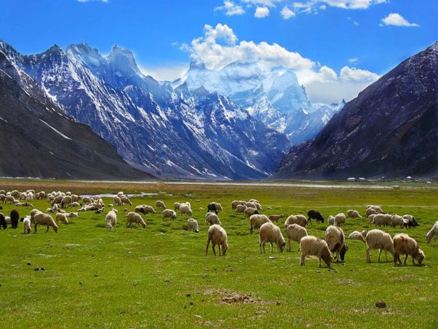 rangdum village grazine