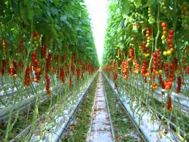tomato farming