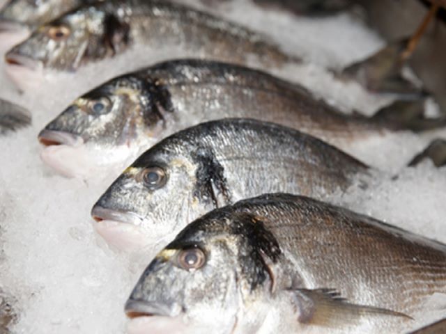 fish