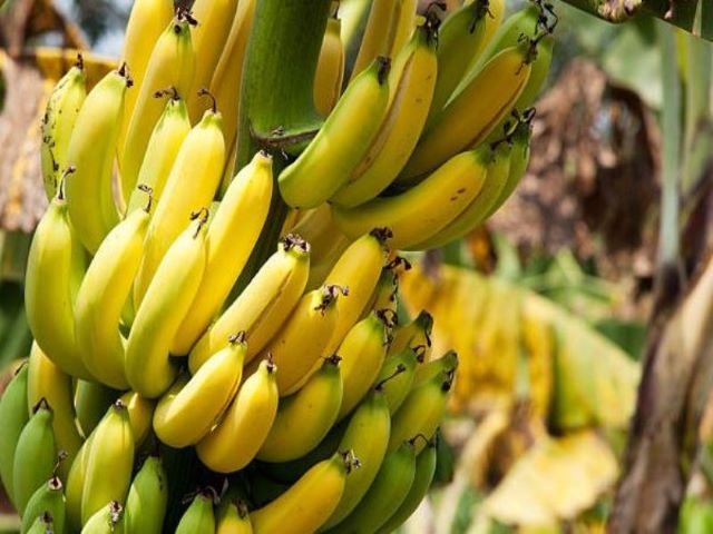 bannana