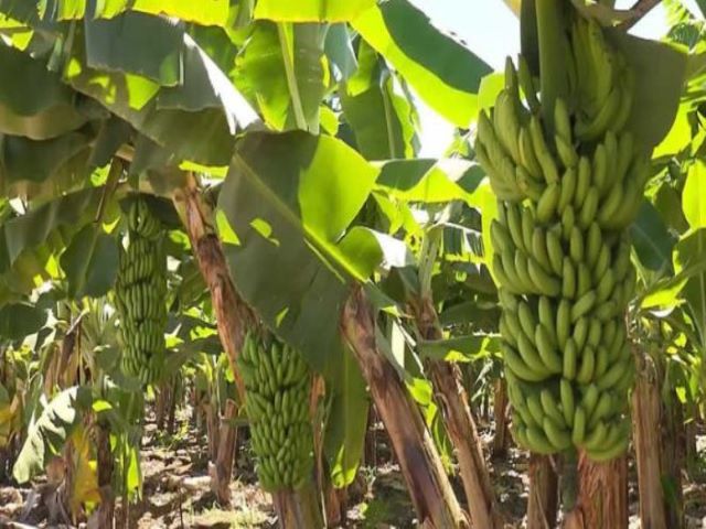 banana