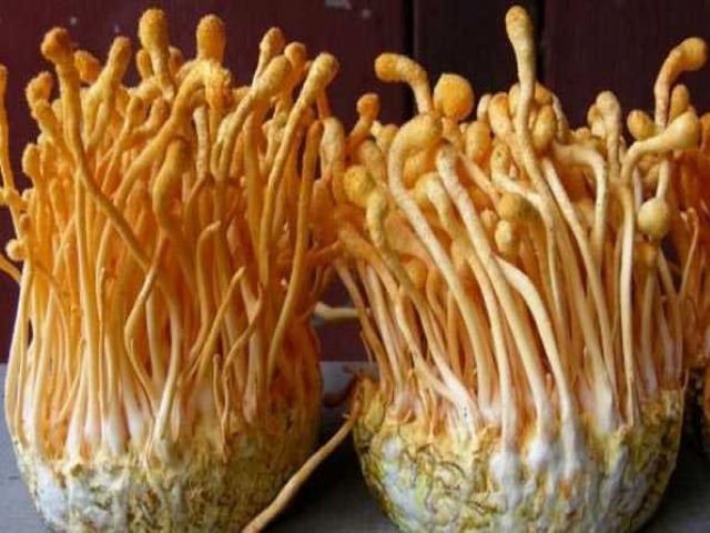 mushroom