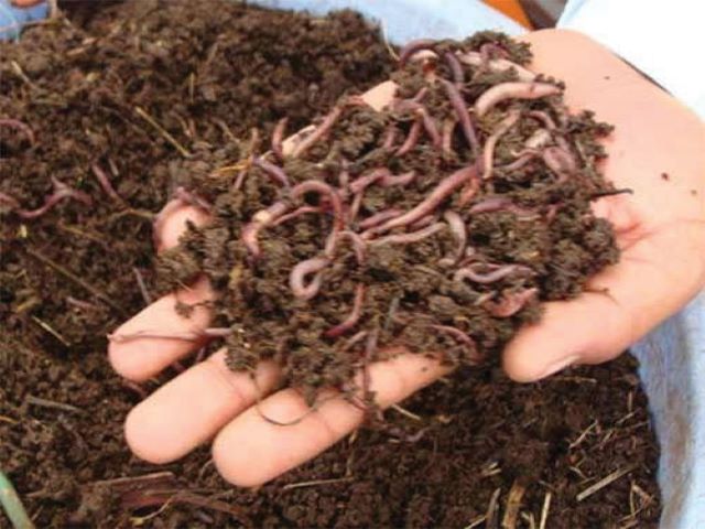 vermicmpost