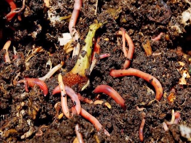 vermicompost