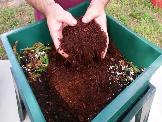 vermicompost