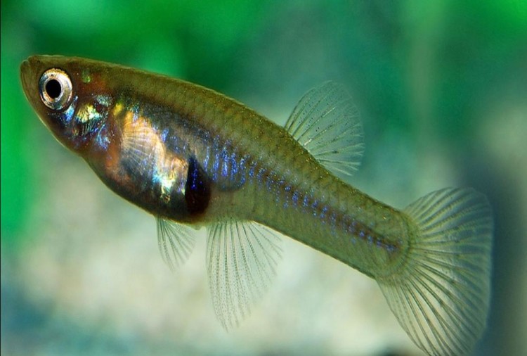 gambusia