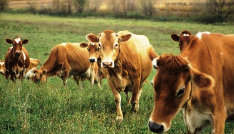 cow