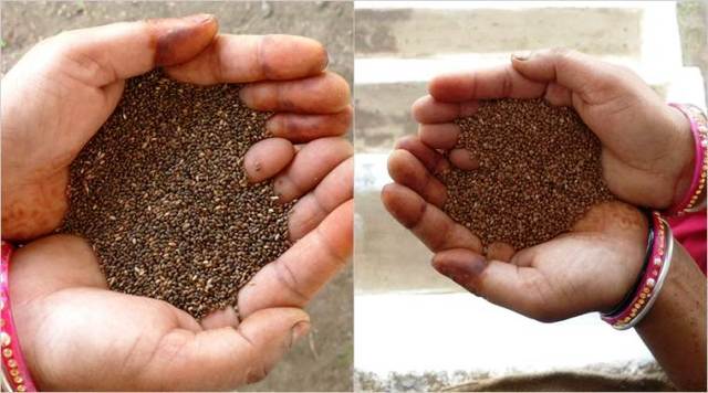 kutki crops