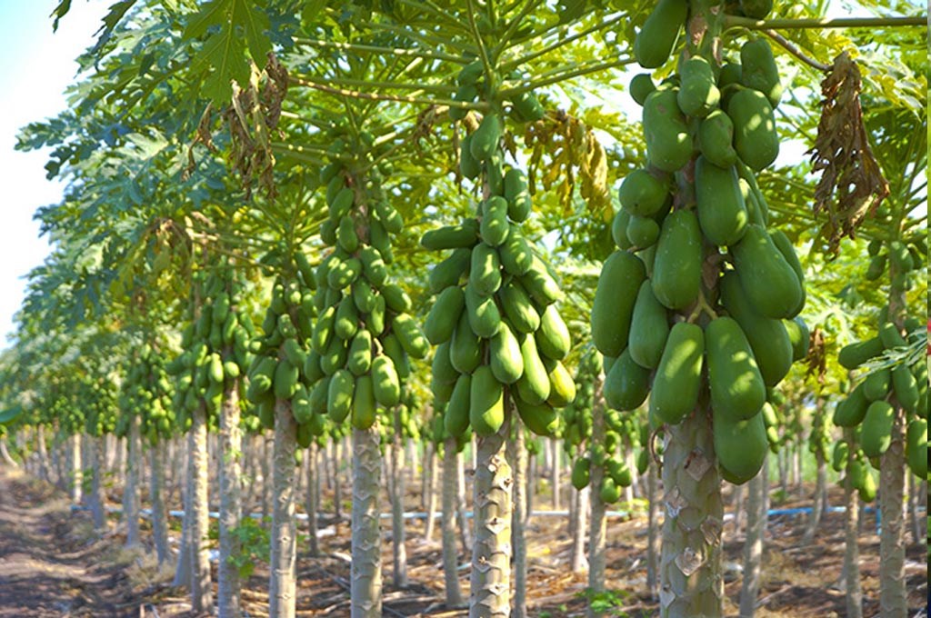 papita