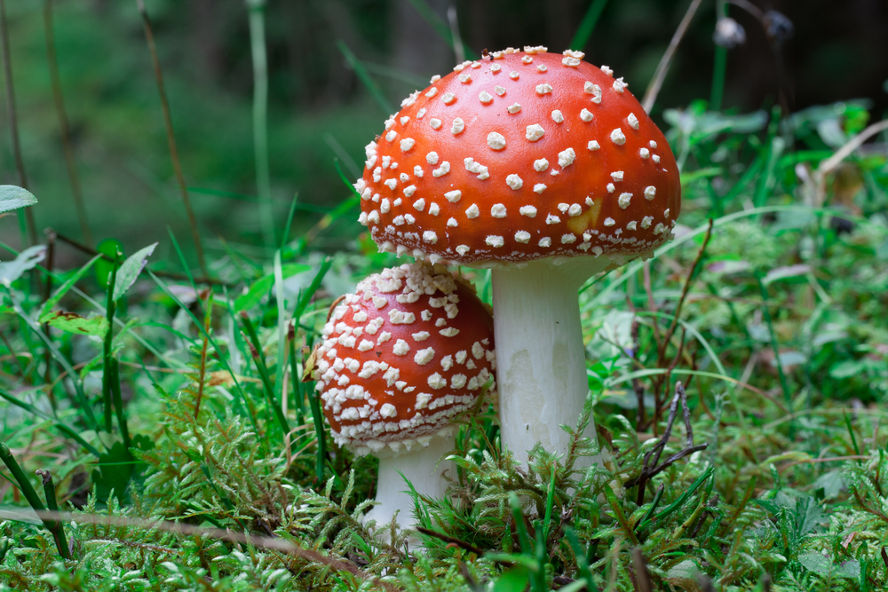 amanita