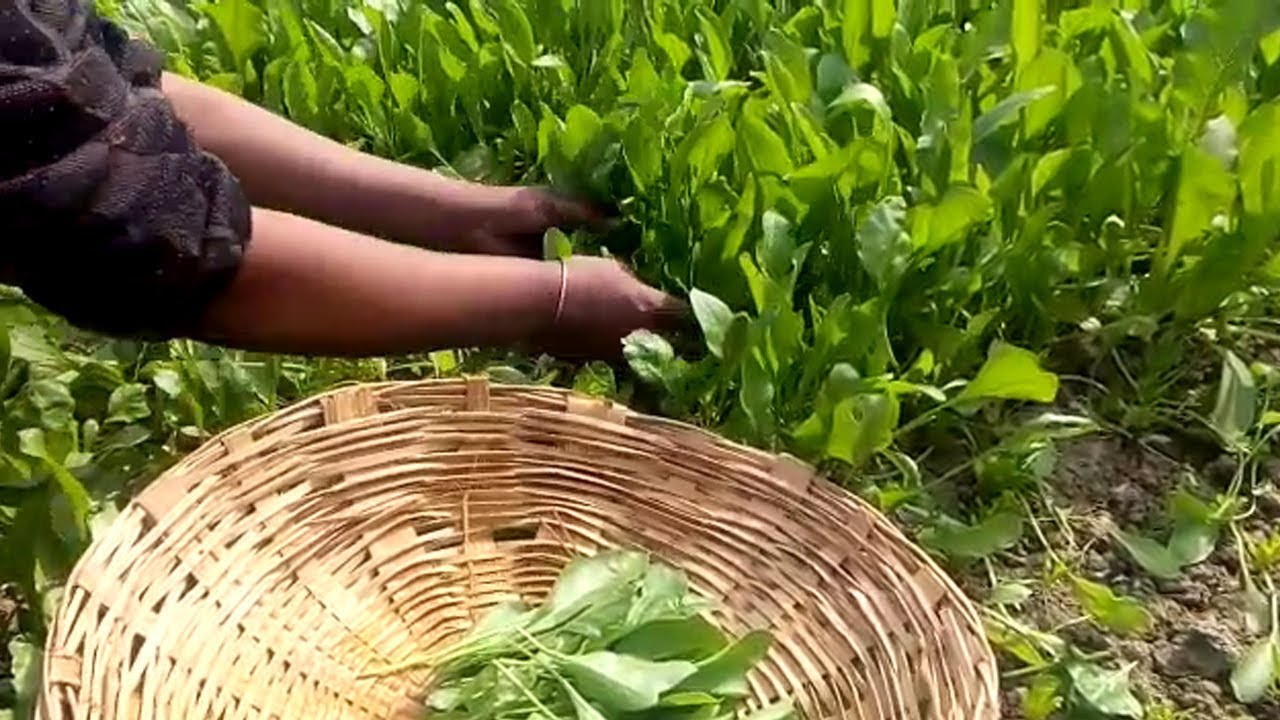 spinach farming