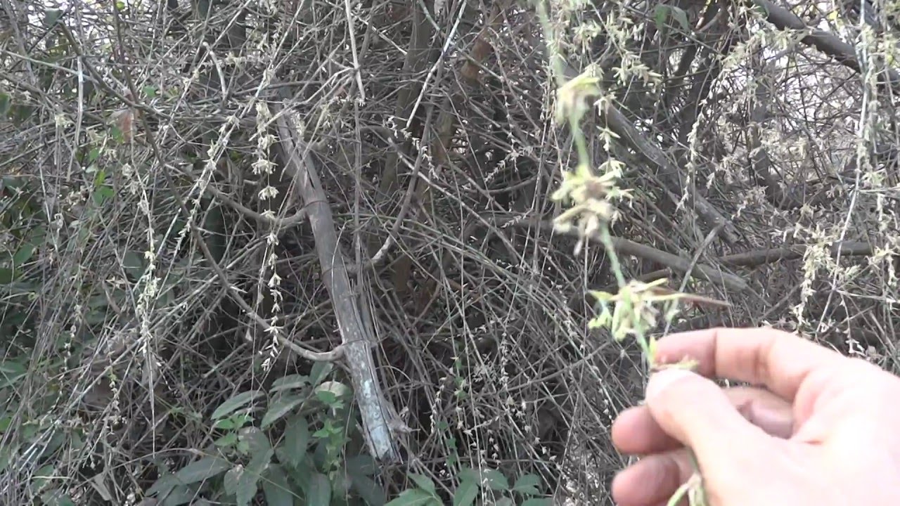 bamboo flower