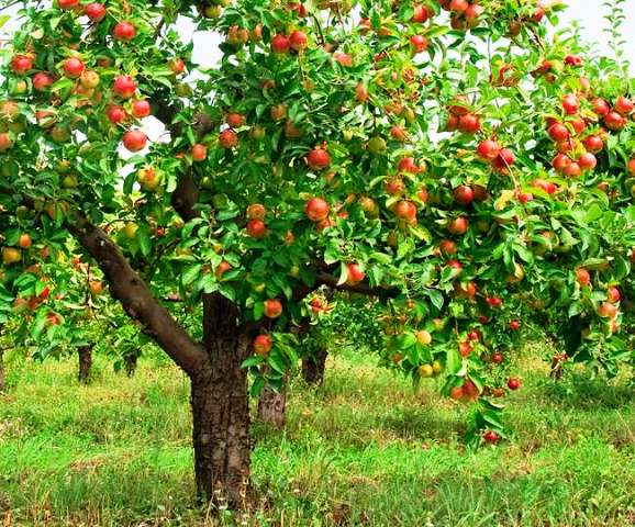 Apple farming