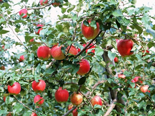 appletree