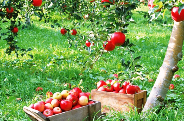 apple-tree-hd-photos