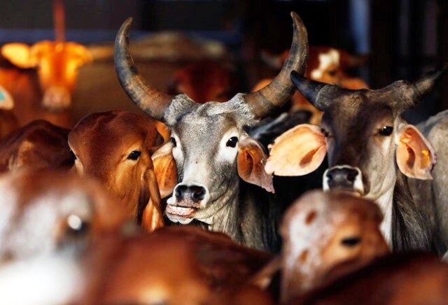uttar pradesh national cow mission